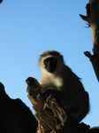 14293 Sight monkey in the tree.jpg